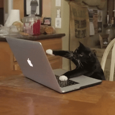 coding-cat